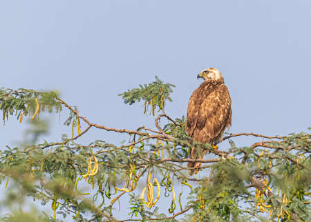 Long leg buzzard, the royal hunter looking around for prey