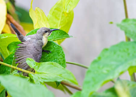 Purple Sun Bird having bath in morning Dewの写真素材