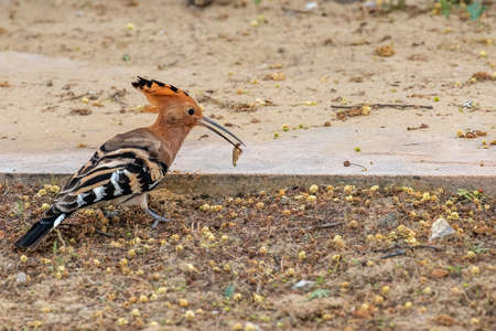 Hoopoe enjoying its killの写真素材