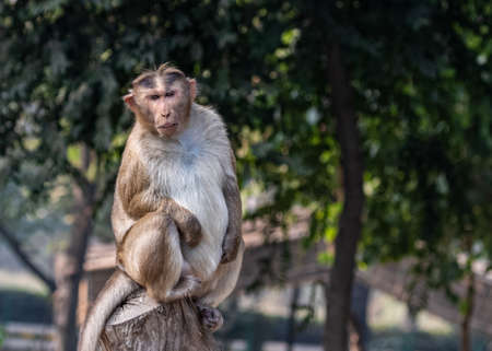 Monkey sitting on a treeの写真素材