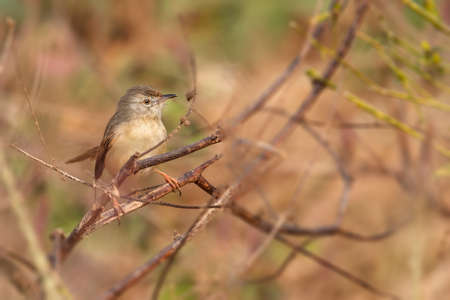 Plain Prinia looking at youの写真素材