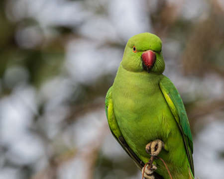 Rose ring parrot in eye contact sitting on a branch
