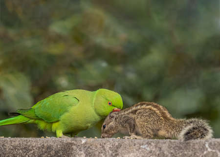 Rose ring parrot in fight with squirrel on foodの写真素材