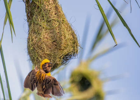 Weaver bird on her nest with open wingsの写真素材