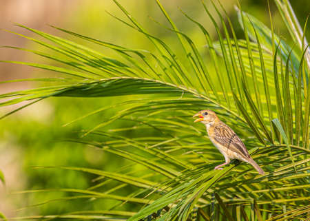 Baya , the weaver bird sitting on a tree.