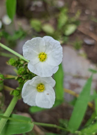 A white water Lily in the lake