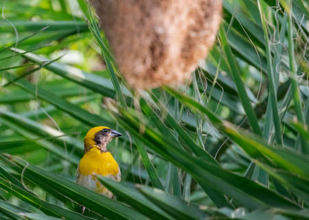 Weaver Bird a long shotの写真素材
