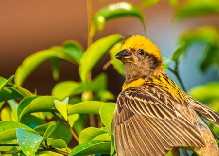 Weaver Bird looking back at youの写真素材