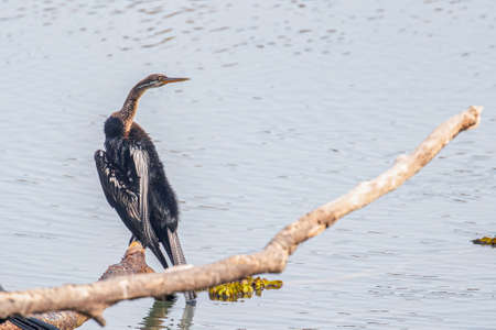 A oriental Darter sitting on a broken tree above a lake. Its long neck and texture of fur make it specialの写真素材