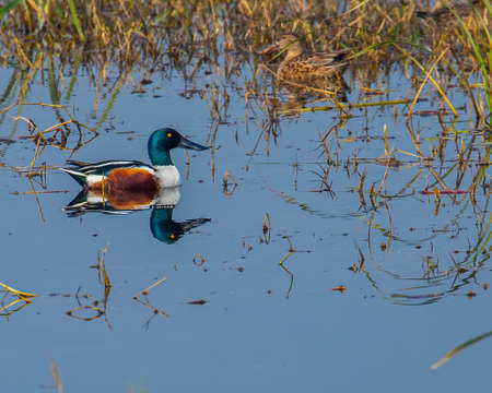 A colorful northern Shoveler swimming in a lake with its green neck, yellow eye, white breast and...