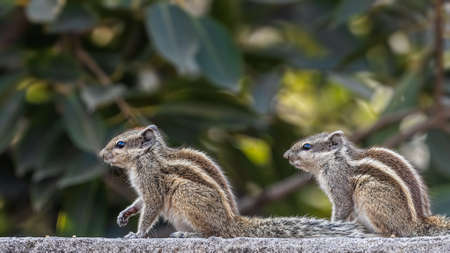 A pair of squirrel strolling on a wallの写真素材