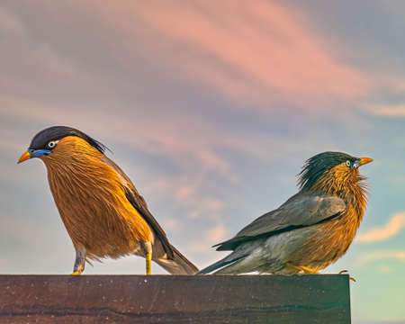 A pair of Brahminy starling sitting on a wall with beautiful sky in back ground.