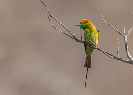 A bee eater sitting on tree and looking up towards the skyの写真素材