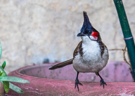A red whiskered bulbul sitting on a red pot and looking at photographer.の写真素材