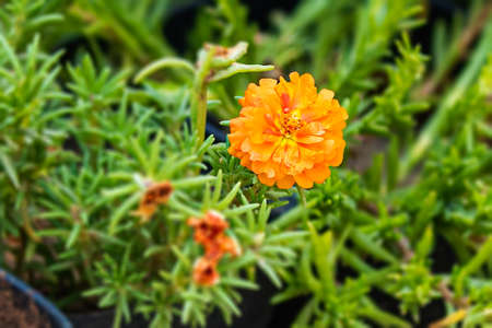 A orange moss rose with green moss in the garden