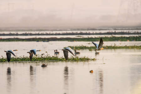 Bar Headed Goose flying on lakeの写真素材
