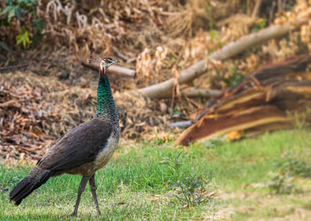 Peahen walking on a ground with attitudeの写真素材