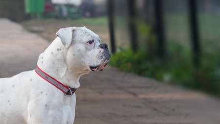 A boxer dog examining the area for running