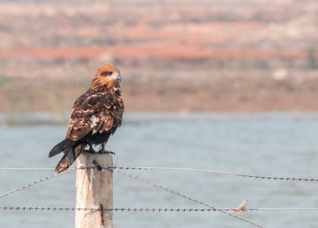 Black Kite sitting at a lakeの写真素材