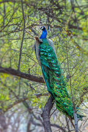 Peacock sitting on a tree exhibiting its long tail