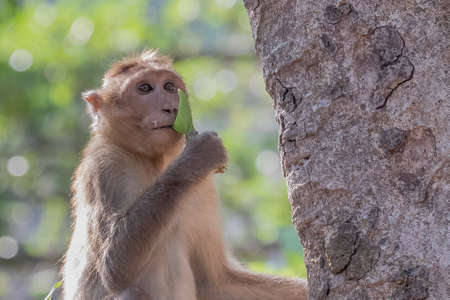 Monkey sitting on a tree with a leafの写真素材