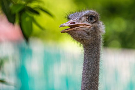 A close up shot of Ostrich Head