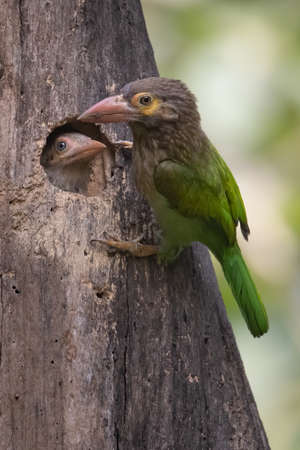 A brown headed Barbet with its juvenile in a tree trunkの写真素材