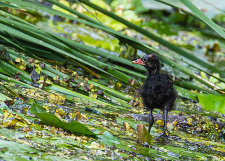 A juvenile of Eurasian water hen moving in a lakeの写真素材