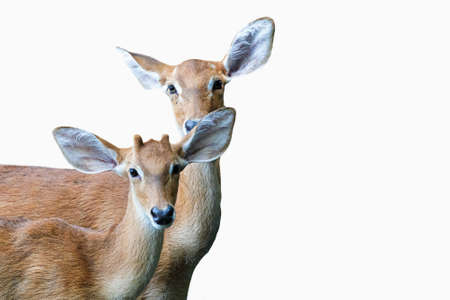 Pair of Deer looking at you with white back groundの写真素材