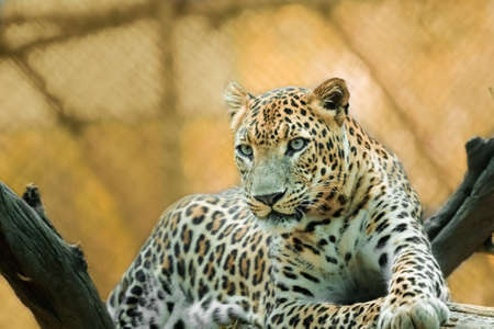 Leopard sitting on a tree . Rest is best