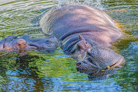 A carefree hippo enjoying water of the pond