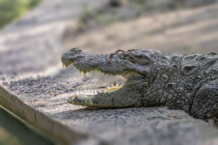 Head shot of a crocodile with open Jawsの写真素材