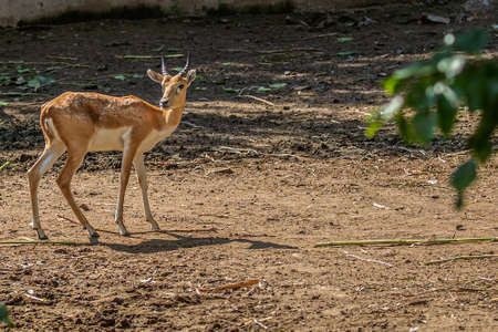 A black Buck standing alone in the field