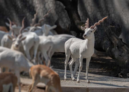 A white Buck standing alone from group