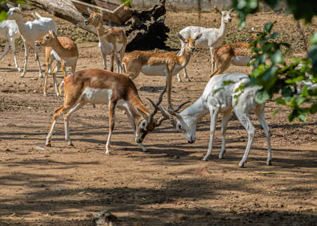 White and black bucks fighting in a field and other looking aroundの写真素材