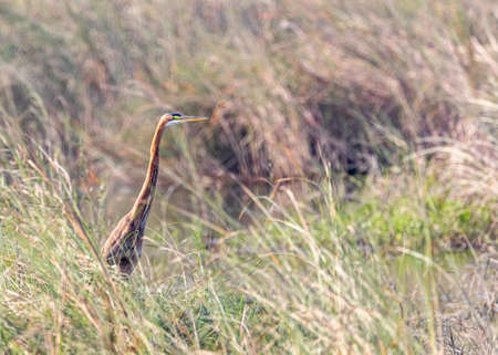 Purple Heron in the grass land
