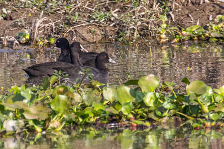 Eurasian Coot in a lakeの写真素材