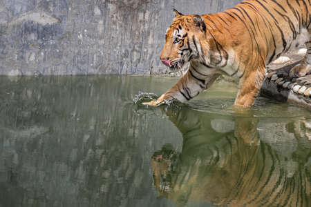 Bengal Tiger making splash in his pondの写真素材