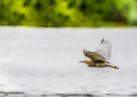 A pond heron flying over a lake with yellow eyes wide openの写真素材