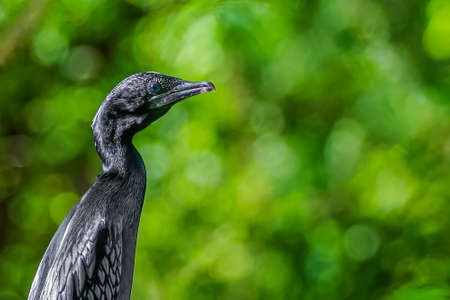 Portrait pf a cormorant sitting on a treeの写真素材