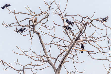 A sparrow hawk surrounded by number of crowsの写真素材