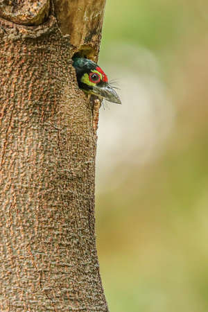Coppersmith Barbet looking out of its nestの写真素材