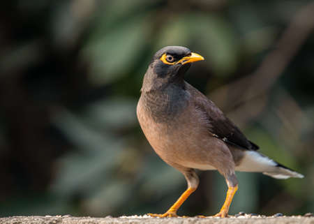 Starling sitting on a wall in alert positionの写真素材