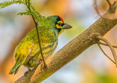 Coppersmith Barbet sitting on a tree