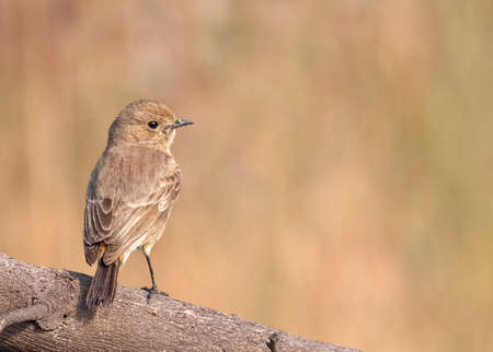 Bush Chat sitting on a tree in alert positionの写真素材