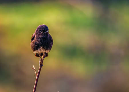 Bush chat balancing itself on a tree branchの写真素材