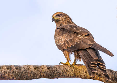 A black kite resting on a tree.の写真素材