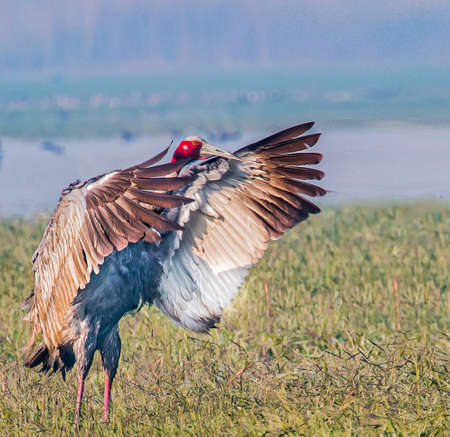 The tallest of the flying birds attain height of up to 1.8 m (5 ft 11 in).の写真素材
