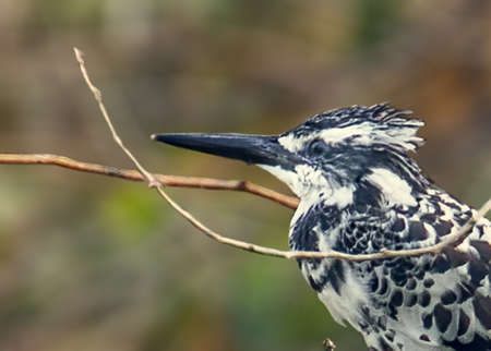 Pied Kingfisher surrounded by bushの写真素材