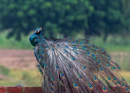 A peacock washing and drying its feathers on a rainy dayの写真素材